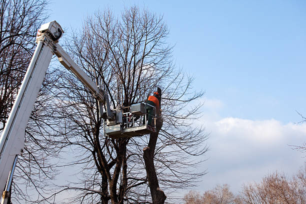 Trusted Westvale, NY Tree Care Experts